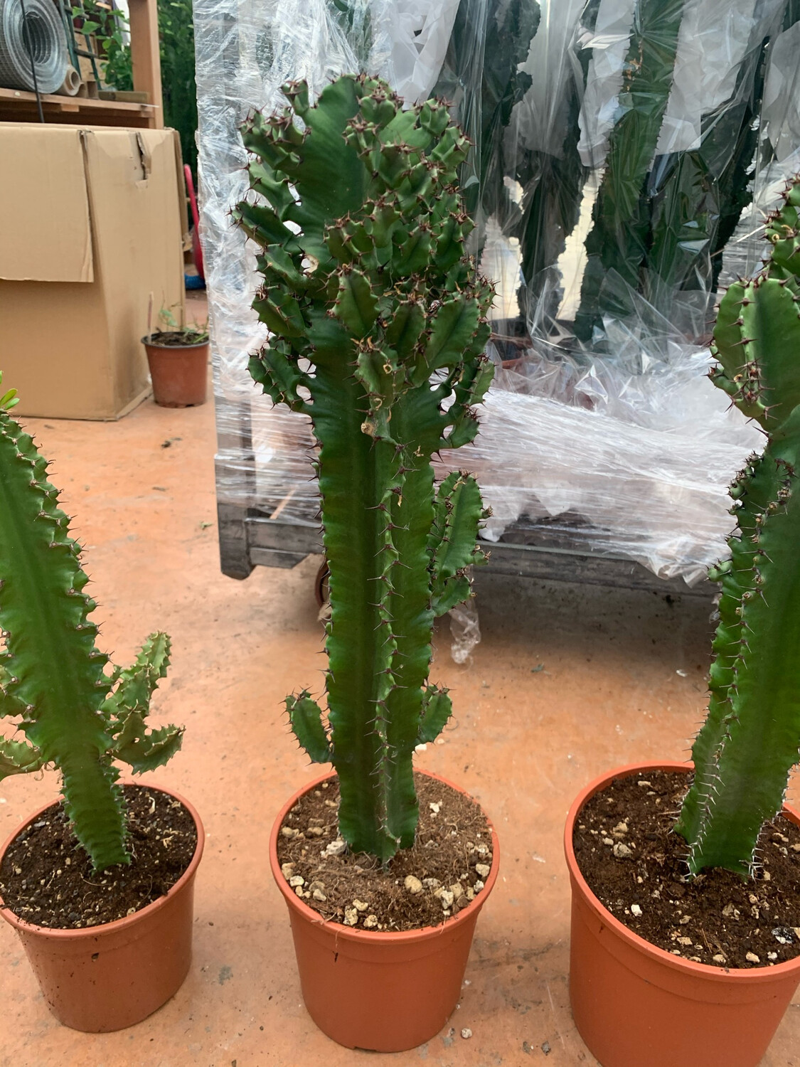 Euphorbia Eritrea - H60/65 Vaso 17 cm Euphorbia Eritrea - H60/65 Vaso 17 cm