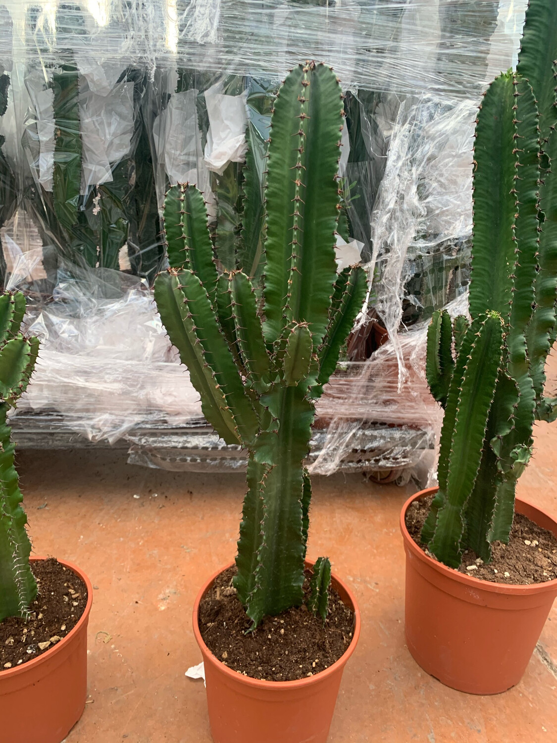 Euphorbia Eritrea - H 90/95 cm vaso cm 21