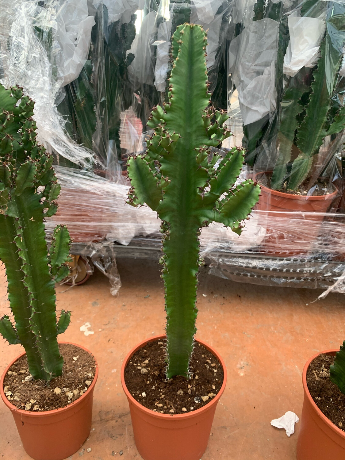 Euphorbia Eritrea - H 80/85 cm vaso cm 19