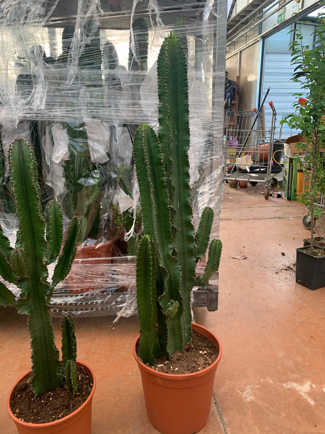 Euphorbia Eritrea - vaso Ø26 cm, h 100 cm