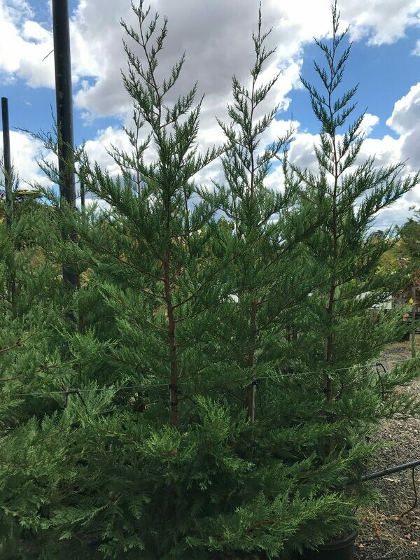 Cipresso Leyland - Cupressocyparis leylandii - vaso 30 cm H 200 cm