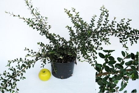 Cotoneaster horizontalis -  cotognastro orizzontale - vaso Ø16 cm