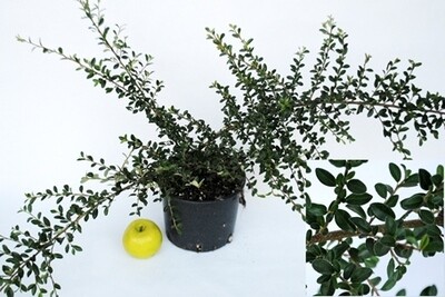 Cotoneaster horizontalis - cotognastro orizzontale - vaso Ø16 cm Cotoneaster horizontalis - cotognastro orizzontale - vaso Ø16 cm