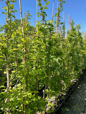 Carpino Bianco, Carpinus Betulus - vaso Ø26 cm, h 250 cm