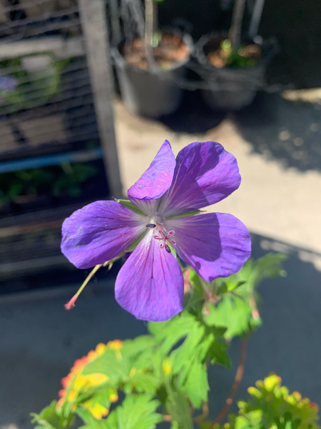 Geranium 'Johnson's Blue' - Geranio 'Johnson's Blue' - v11 quadrato