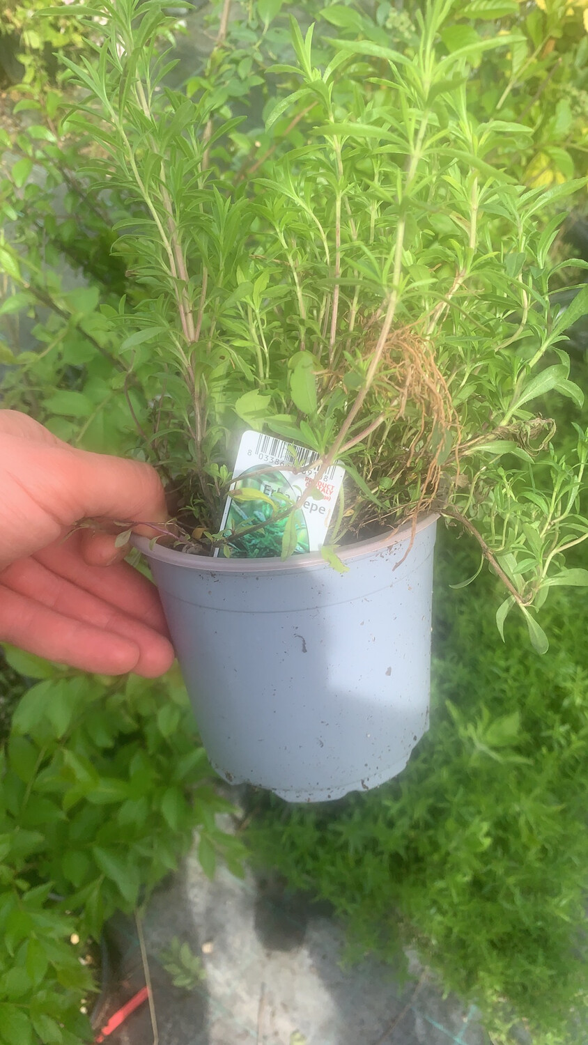 Erba Pepe. Peperina, Calamintha nepeta - vaso Ø14 cm