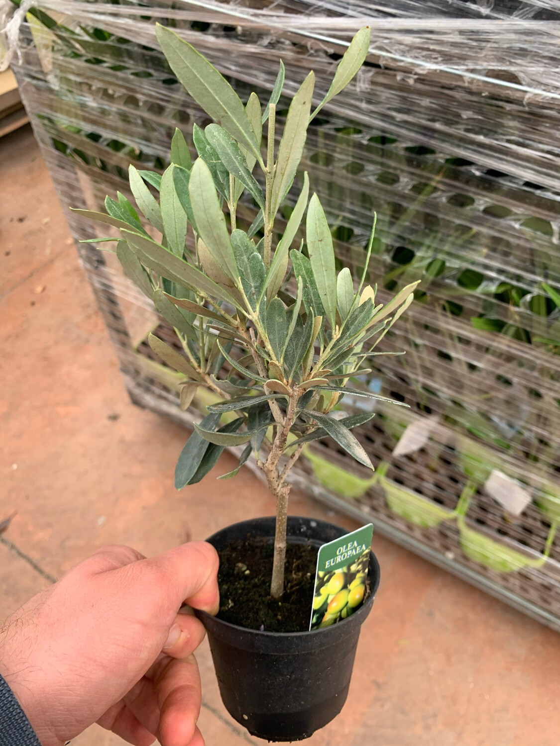 Olivo, Ulivo. Ulivetto, Olea europaea -vaso Ø9 cm