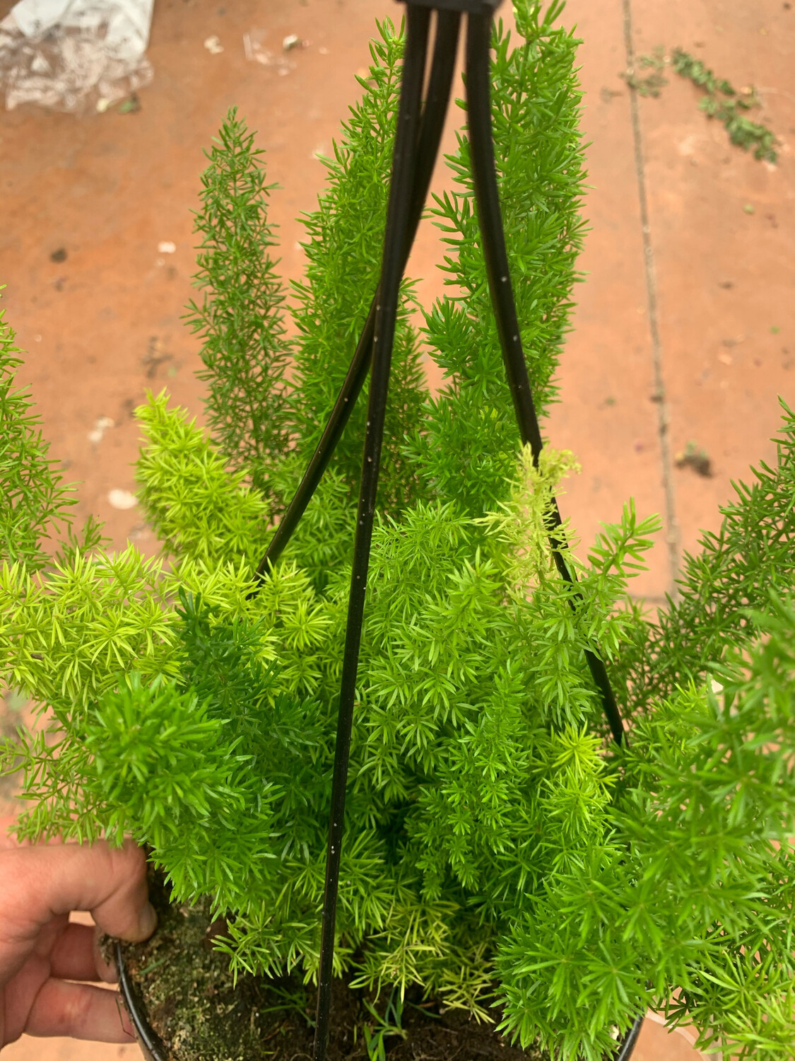 Asparagus densiflorus Myers - Coda di volpe - basket 19