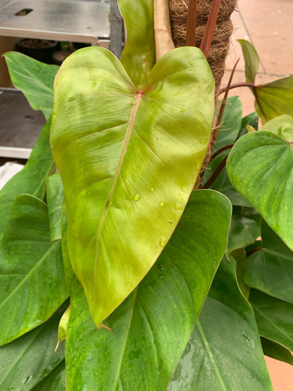 Philodendron Hederaceum &#39;Emerald Green&#39;, Filodendro (con palo muschiato) - vaso Ø 22 cm, h 100 cm