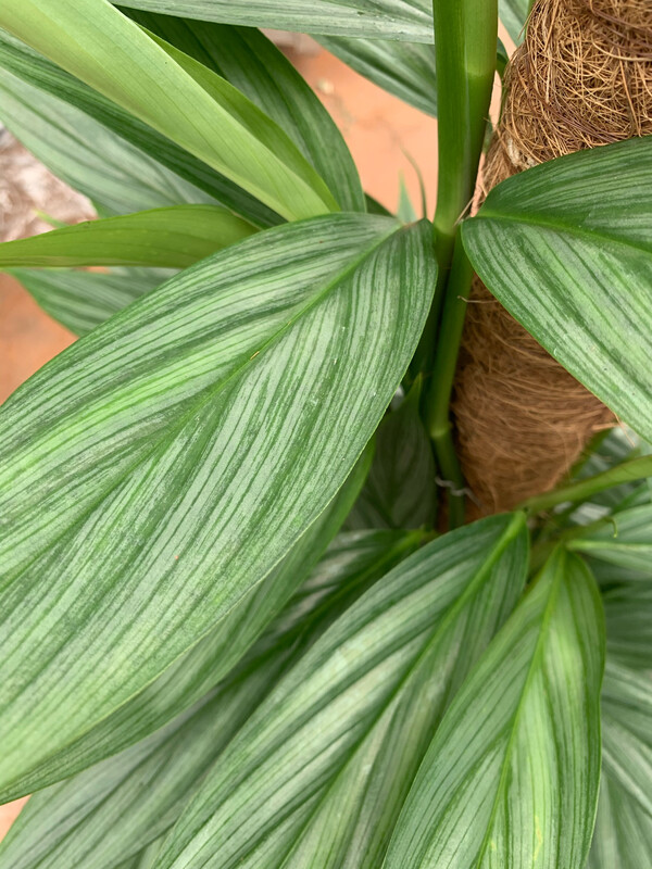 Potus, Epipremnum amplissimum &#39;Silver Stripe&#39;, Potos, Pothos, Photus - vaso Ø17 cm