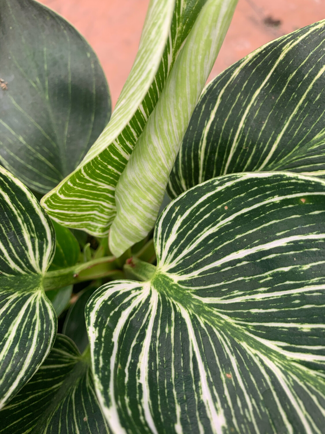 Philodendron Birkin, Filodendro - vaso Ø12 cm