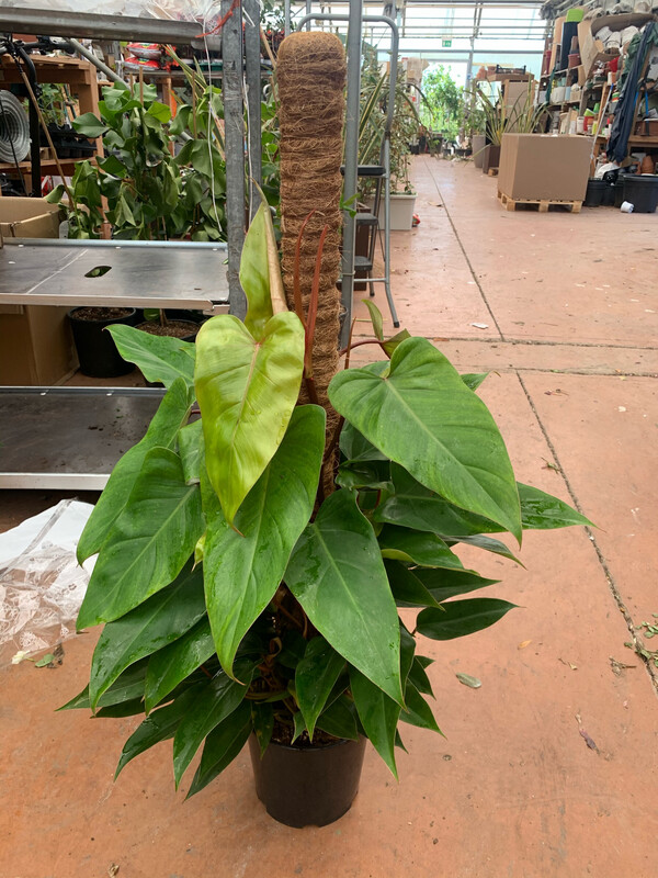Philodendron Hederaceum 'Emerald Green', Filodendro (con palo muschiato) - vaso Ø 22 cm, h 100 cm