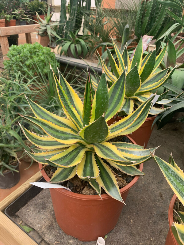 Agave Lophantha variegata, Pianta Succulenta,Pianta Grassa - vaso Ø21 cm