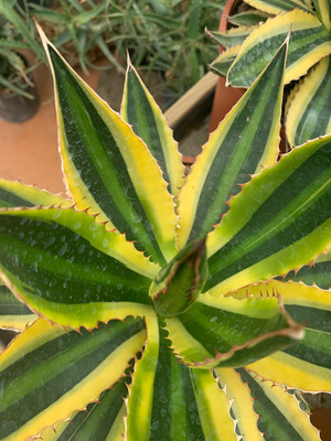 Agave Lophantha variegata, Pianta Succulenta/Pianta Grassa - vaso Ø 21cm