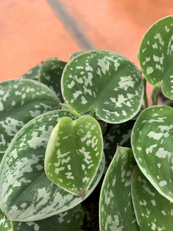 Scindapsus pictus argyraeus, Epipremnum, Potus, Potos, Pothos, Photus - vaso Ø12 cm