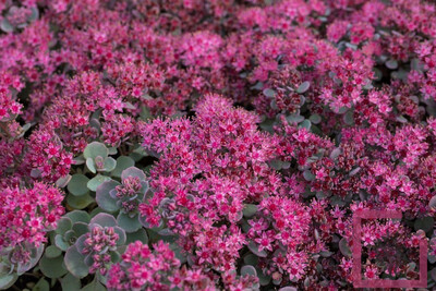 Sedum cauticola Lidakense - vaso Ø9 cm