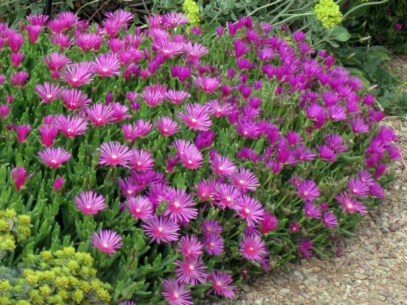 Delosperma cooperi vaso Ø17 cm