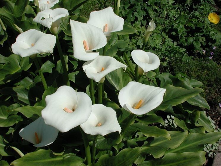 Calla Zantedeschia aethiopica - vaso Ø 17 cm