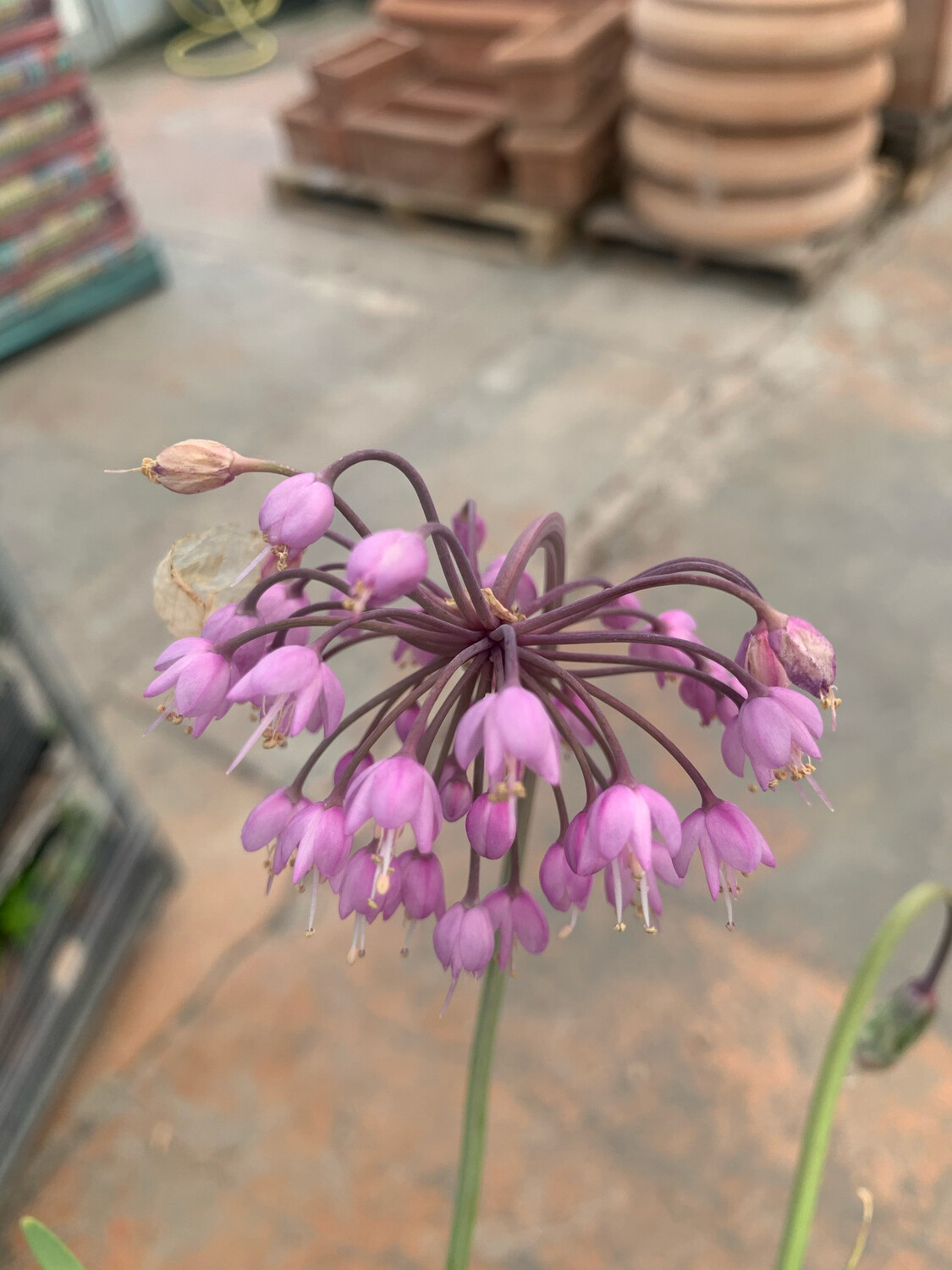 Allium Giganteum - Aglio ornamentale - vaso 12 quadro