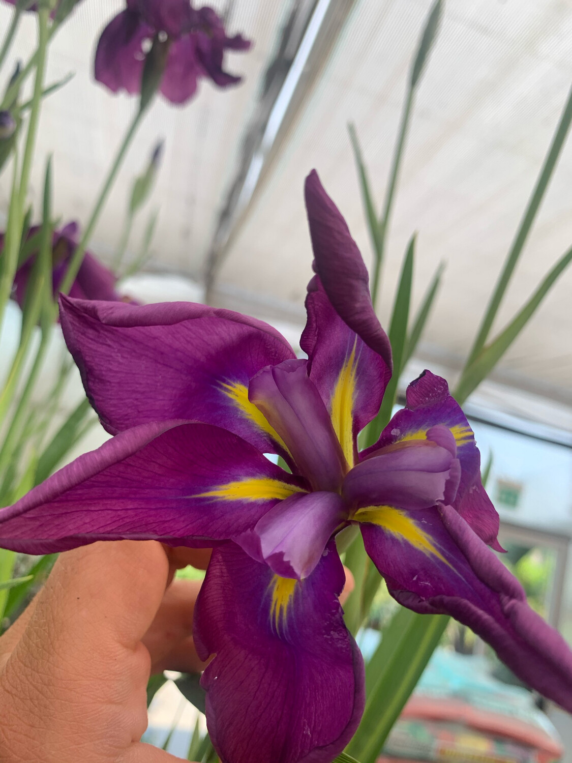 Iris ensata 'Kaempferi' - vaso Ø9 cm