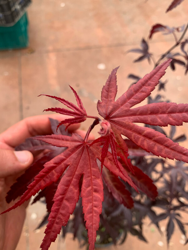Acer palmatum &#39;Bloodgood&#39;, Acero Giapponese Rosso Palmato - vaso Ø25 cm H 100/110cm