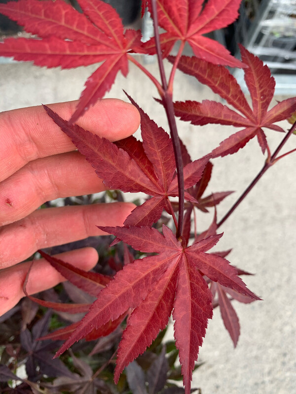 Acer palmatum &#39;Atropurpureum&#39;, Acero Giapponese Palmato Rosso - vaso Ø24 cm