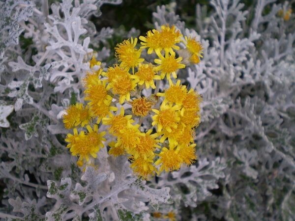 Cineraria Marittima, Jacobea Maritima vaso Ø10 cm