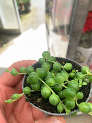 Senecio Herreianus, Pianta Rosario - vaso Ø8 cm Senecio Herreianus, Pianta Rosario - vaso Ø8 cm
