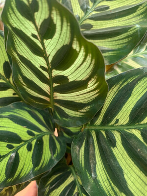 Calathea Makoyana, Calatea, Pianta Pavone - vaso Ø6 cm