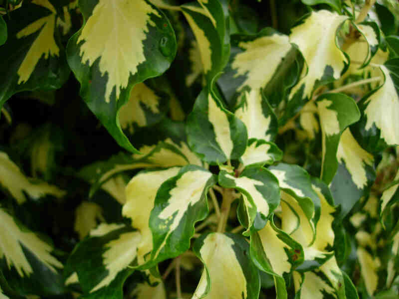 Hedera helix &#39;Goldheart&#39; - 1CN VP.16 h 60 cm