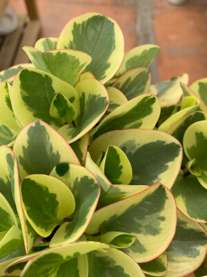 Peperomia Obtusifolia &#39;Obtipan&#39; Bicolor - vaso Ø12 cm