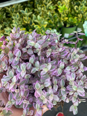 Callisia Repens Magic Pink Rosato - vaso Ø10,5 cm