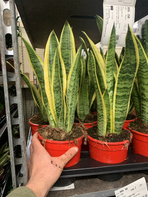 Sansevieria trifasciata &#39;Laurentii&#39;, Sansevieria Laurentii, Lingua di Suocera, Pianta serpente, Snake Plant - vaso Ø14 cm