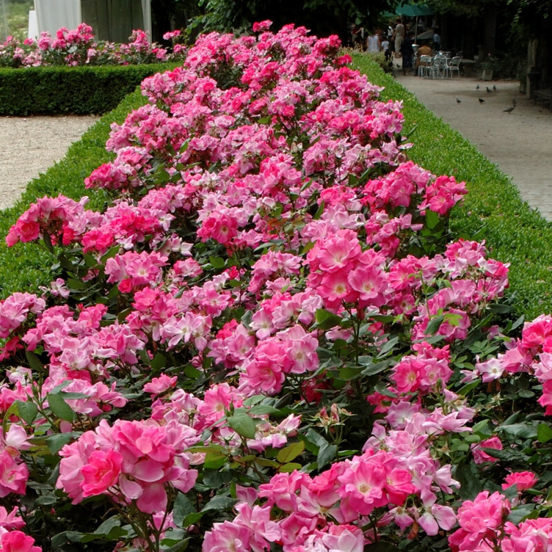 Rosa Paesaggistica Pink Knock Out® - vaso 2 litri