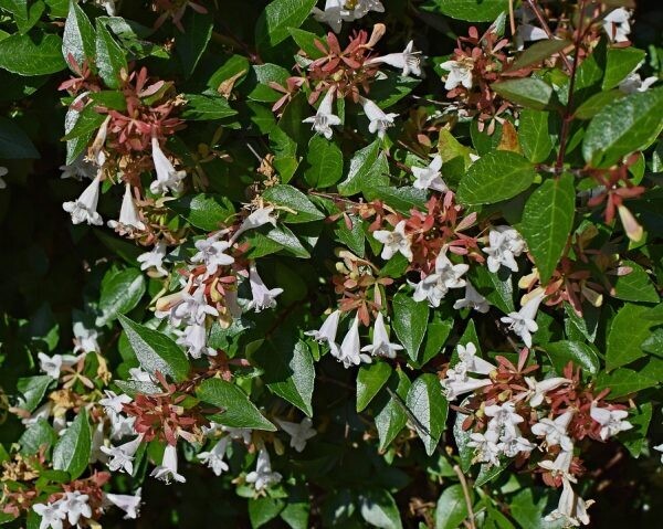 Abelia Grandiflora - vaso Ø 24cm