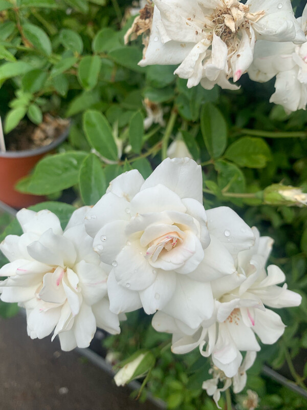 Rosa Iceberg, Rosa Paesaggistica Bianca - vaso Ø 18cm