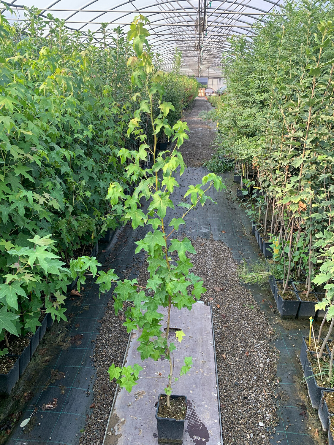 Pianta Liquidambar Styraciflua - Storace Americano In Vaso H 60-80 Cm - Foto 13