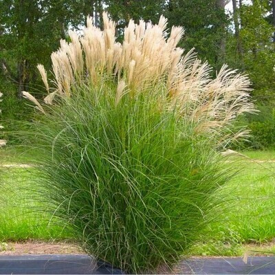 Miscanthus sinensis &#39;Gracillimus&#39; vaso 18