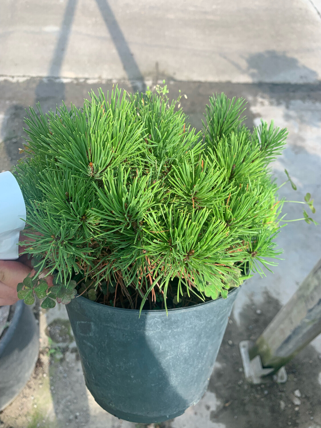 Pinus mugo - Pino Mugo - vaso 15 cm