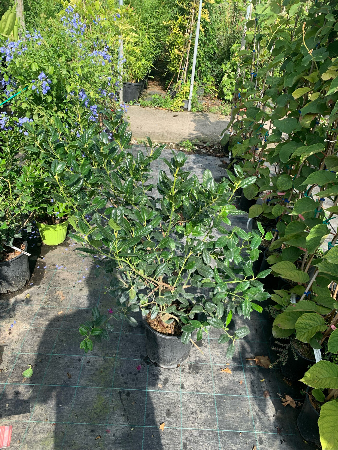 Ilex 'Nelly Stevens' - vaso Ø24 cm, image size:1125x1500