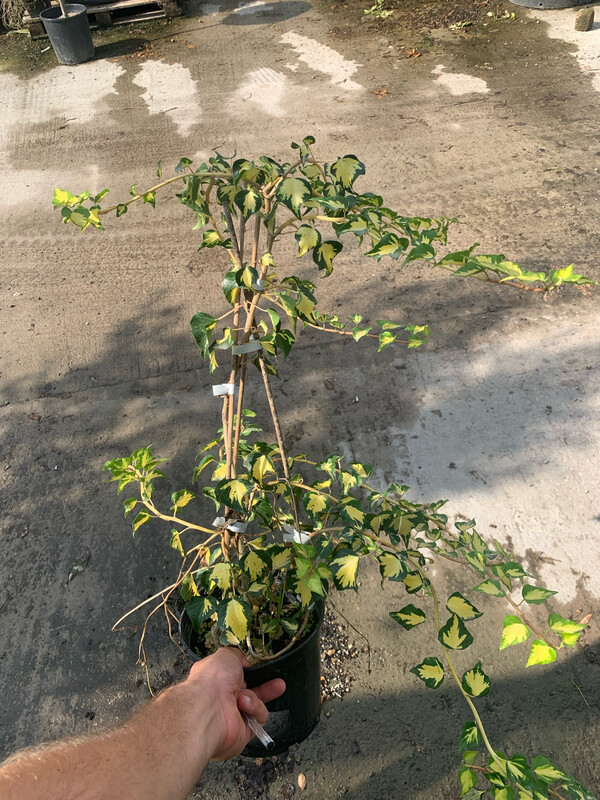 Hedera helix 'Goldheart' - vaso Ø16 cm, h 60 cm