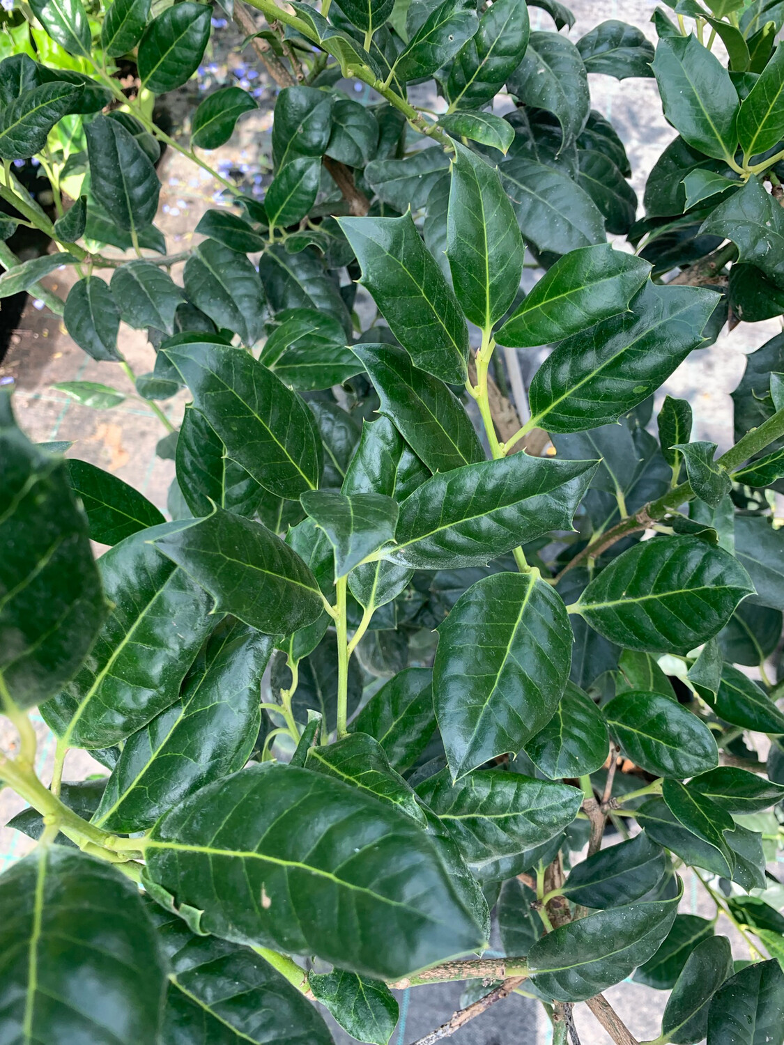 Ilex 'Nelly Stevens' - vaso Ø24 cm, image size:1125x1500