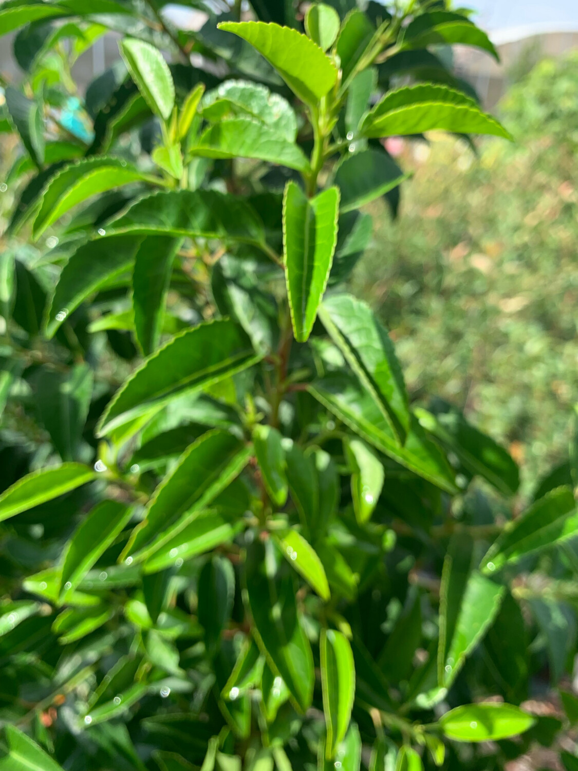 Prunus lusitanica, Lauroceraso del Portogallo - vaso Ø24 cm, h 180 cm