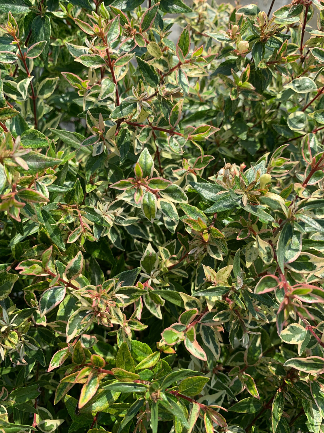 Abelia x grandiflora 'Confetti' - vaso Ø 28cm
