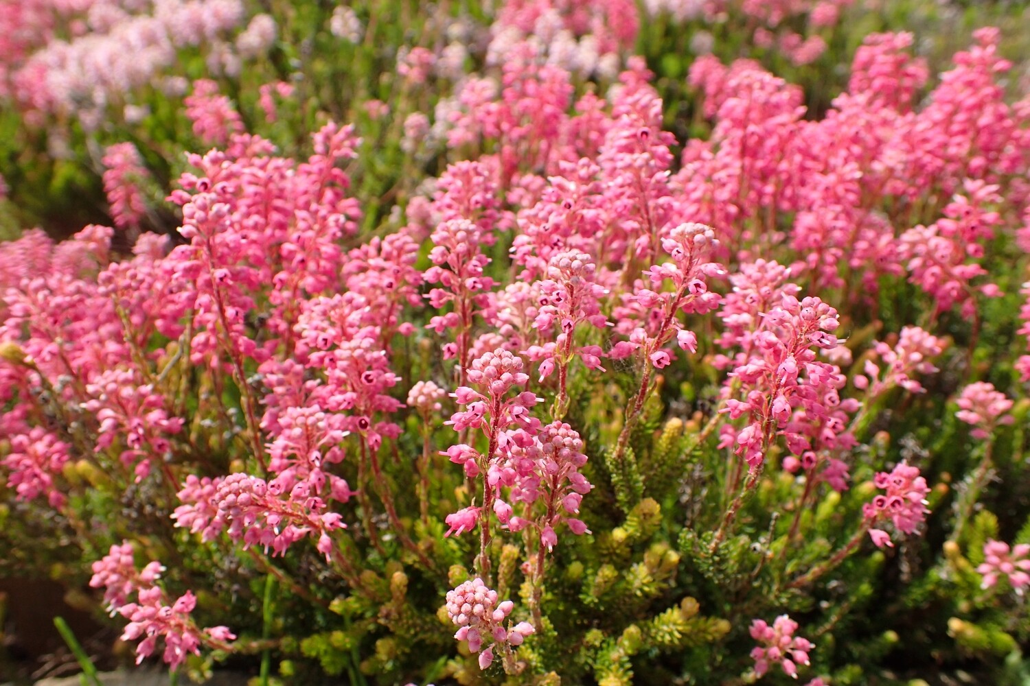 Erica Spiculifolia - vaso Ø13 cm