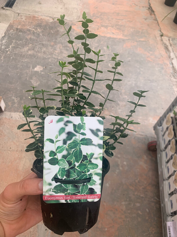 Evonimo - Euonymus Emerald Gaiety, Gayethii - vaso Ø18 cm