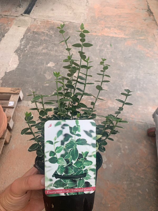 Evonimo, Euonymus Emerald Gaiety, Gayethii - vaso Ø18 cm