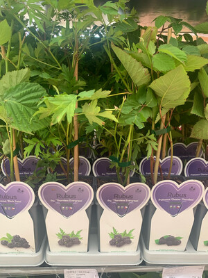 Rubus fruticosus 'Loch Ness', Mora Gigante rifiorente - vaso Ø13 cm