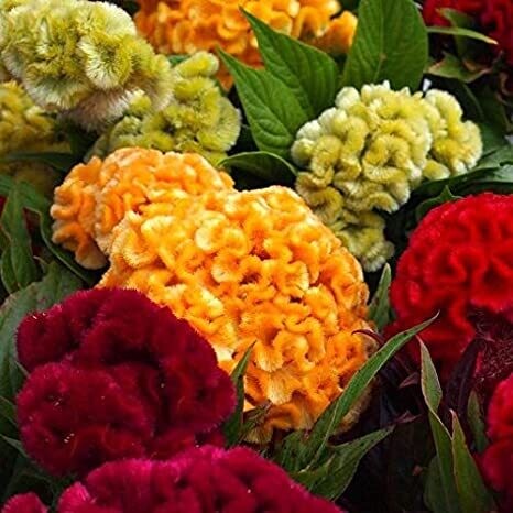 Celosia Crestata, Cresta di gallo - vaso Ø12 cm