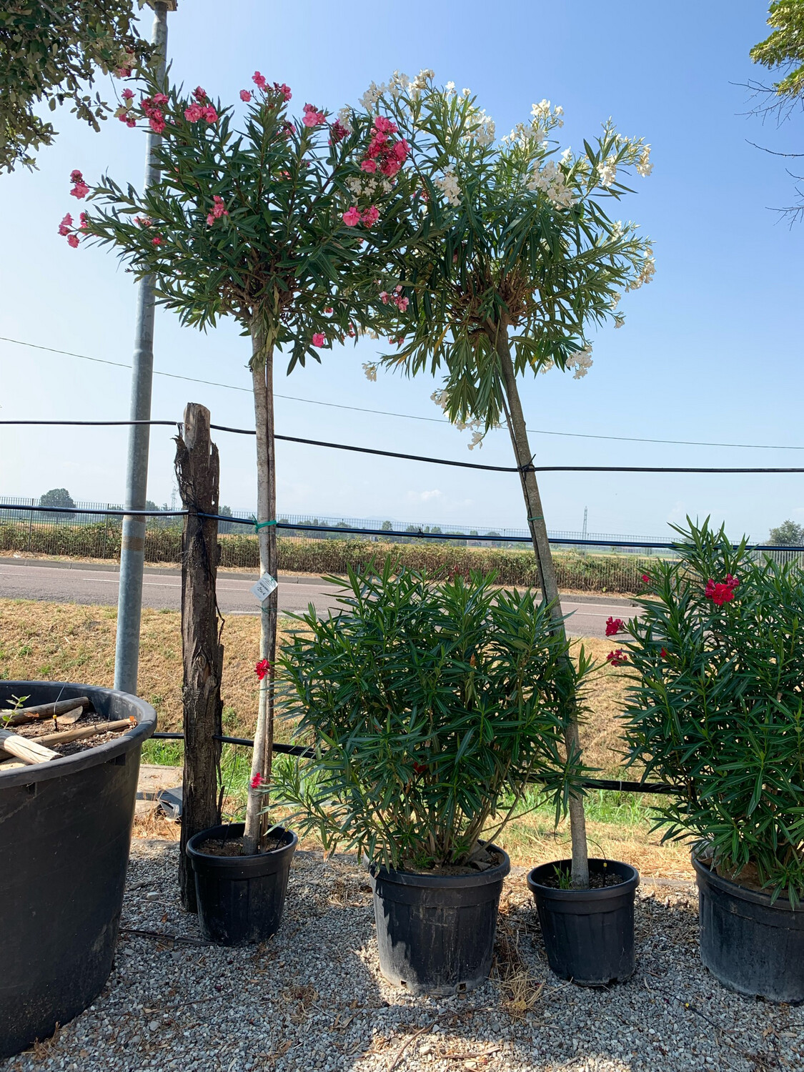 Nerium Oleander - Oleandro - Oleandro ad albero - vaso 35 h 250 /270 fuori vaso
